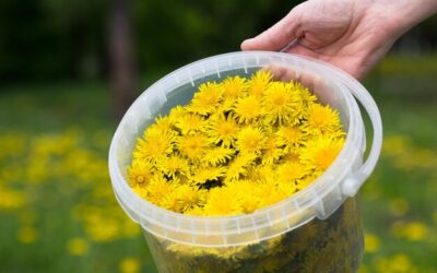 Jak zaparzyć rumianek w saszetkach, by wydobyć pełnię smaku?