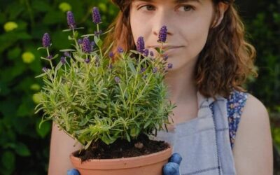 Jak zbierać szałwię, by cieszyć się jej aromatem przez cały rok?