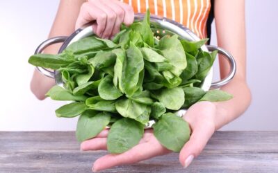 Jak zrywać liście bazylii, żeby roślina rosła zdrowo?