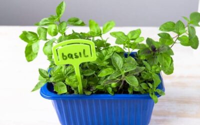 Jaka doniczka do bazylii sprawdzi się w domowych warunkach?