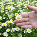 Jakie działanie ma rumianek w codziennej pielęgnacji?