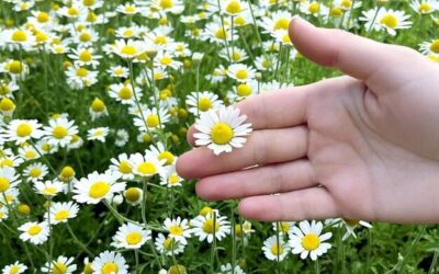 Jakie działanie ma rumianek w codziennej pielęgnacji?