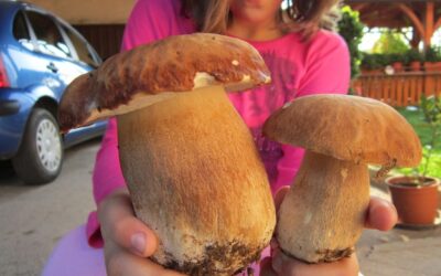 Jakie grzyby do ramenu sprawdzą się najlepiej?