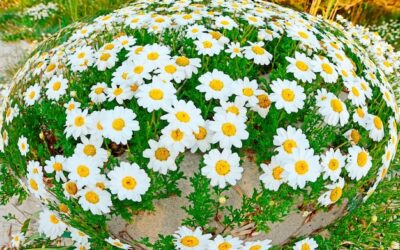 Jakiego kraju symbolem jest rumianek?