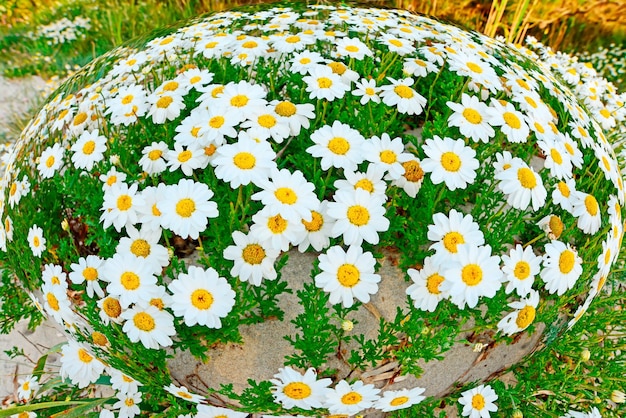 Jakiego kraju symbolem jest rumianek?