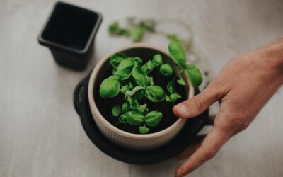 Kiedy wysiewać bazylię, by cieszyć się bujnymi liśćmi?