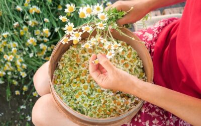 Kiedy zbieramy rumianek i jak rozpoznać właściwy moment?