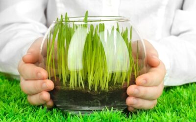 Młody jęczmień czy działa naprawdę?