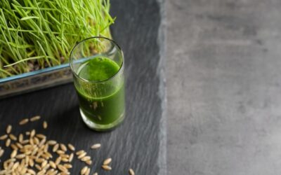 Młody jęczmień jaki polecacie do codziennego spożycia?