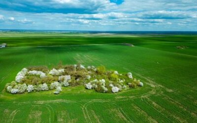 Od czego zależy, ile rumianku z hektara można zebrać?