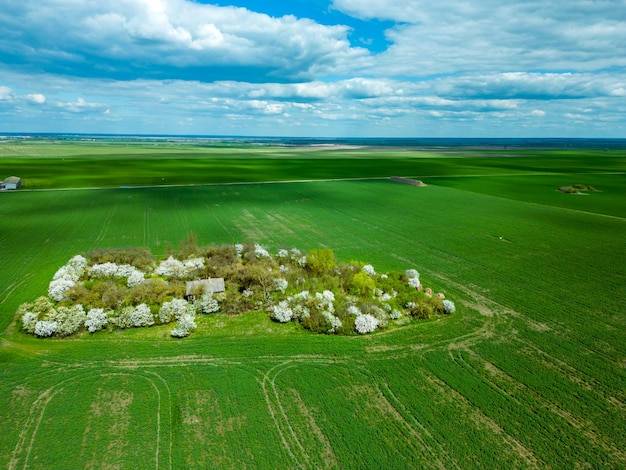 Od czego zależy, ile rumianku z hektara można zebrać?