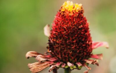 Rhodiola na co może się przydać?