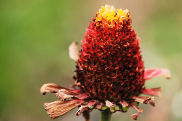 Rhodiola na co może się przydać?