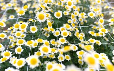 Rumianek gdzie rośnie w polskich ogrodach i na łąkach?