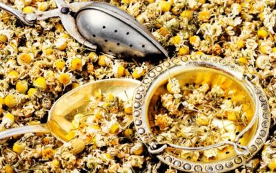 Rumianek kiedy kwitnie i jak rozpoznać ten moment?