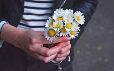 Rumianek na co pomaga na co szkodzi?