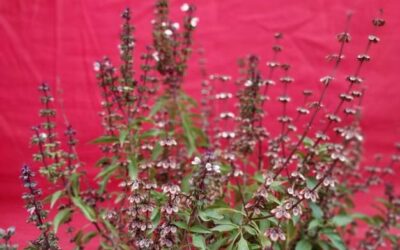 Salvia divinorum gdzie kupić i na co zwrócić uwagę przy wyborze?