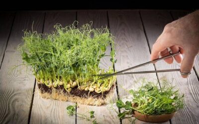 Sproszkowany młody jęczmień jak stosować w codziennej diecie?