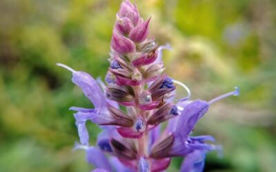 Szałwia czy jest wieloletnia i jak długo może rosnąć w ogrodzie?