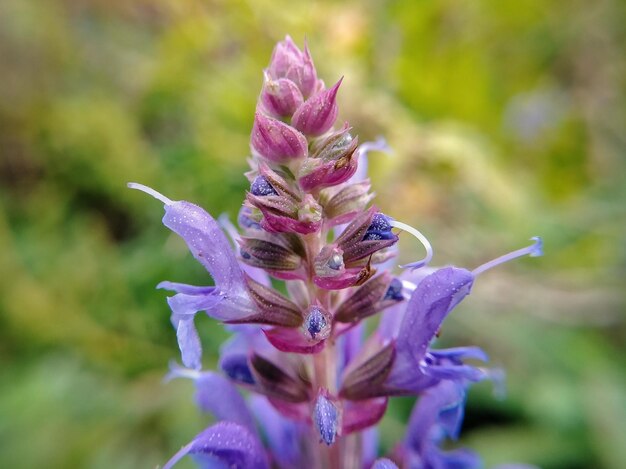 Szałwia czy jest wieloletnia i jak długo może rosnąć w ogrodzie?