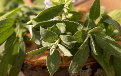 Z czym sadzić szałwię, by cieszyć się zdrowym ogrodem?