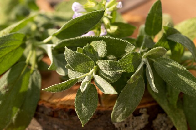 Z czym sadzić szałwię, by cieszyć się zdrowym ogrodem?