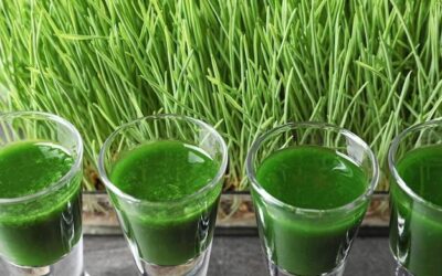 Zielony jęczmień jak długo stosować by zauważyć efekty?