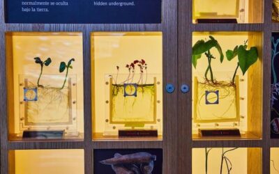 Gdzie można kupić żeń-szeń w Twojej okolicy?