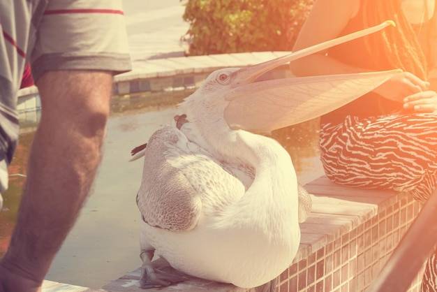 Jakie witaminy dla gęsi są najważniejsze w codziennej diecie?