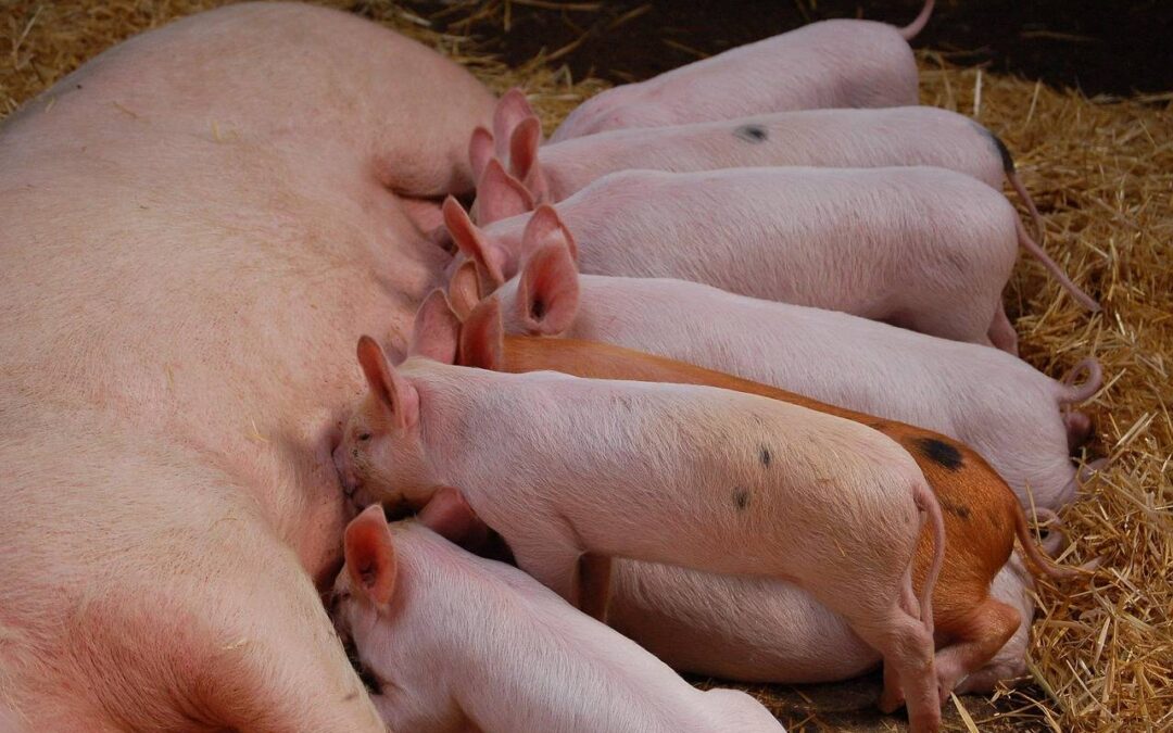 Jakie witaminy po ciąży i karmieniu warto uwzględnić w diecie?